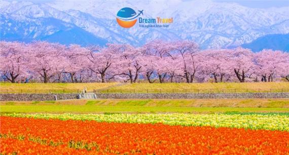 [HCM] Tour Nhật Bản Cung Đường Romantic Mùa Hoa Anh Đào 2026